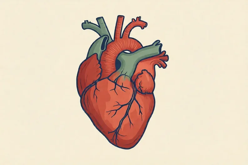 A red, pear-shaped heart with tubes at the top